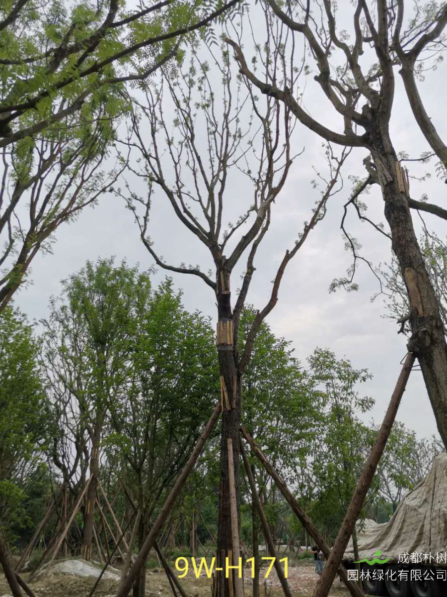 黄连木什么季节移植？