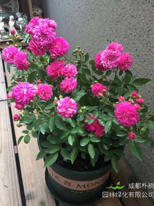 甜蜜马车月季为什么容易黄叶？