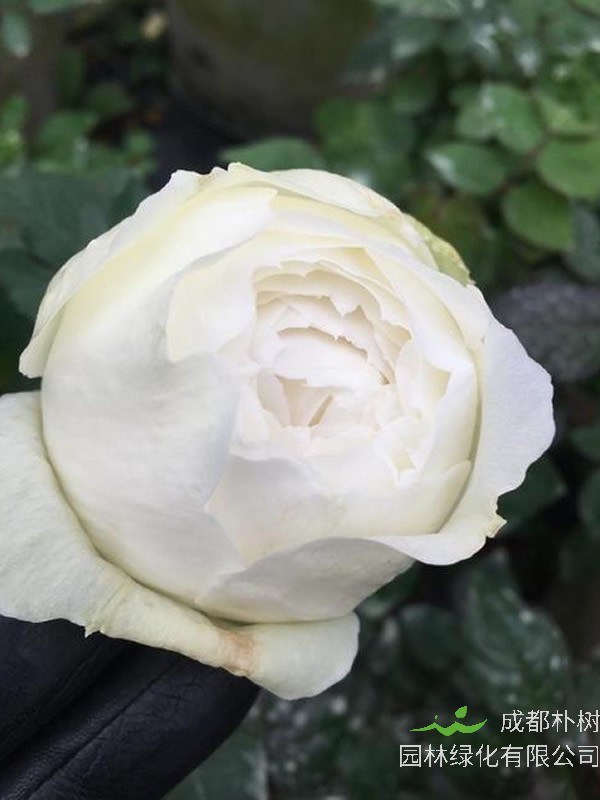 婚礼之路月季的优缺点有哪些?