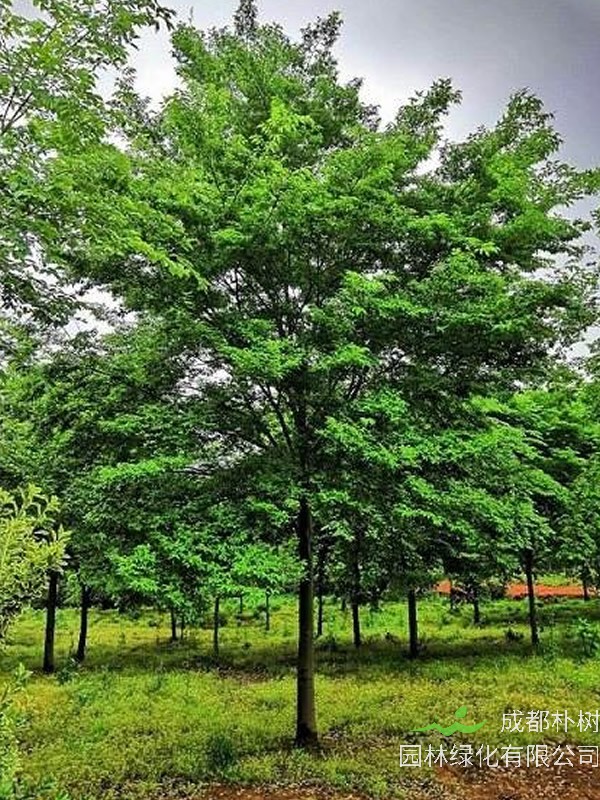 红榉树图片大全，最新红榉树图片欣赏