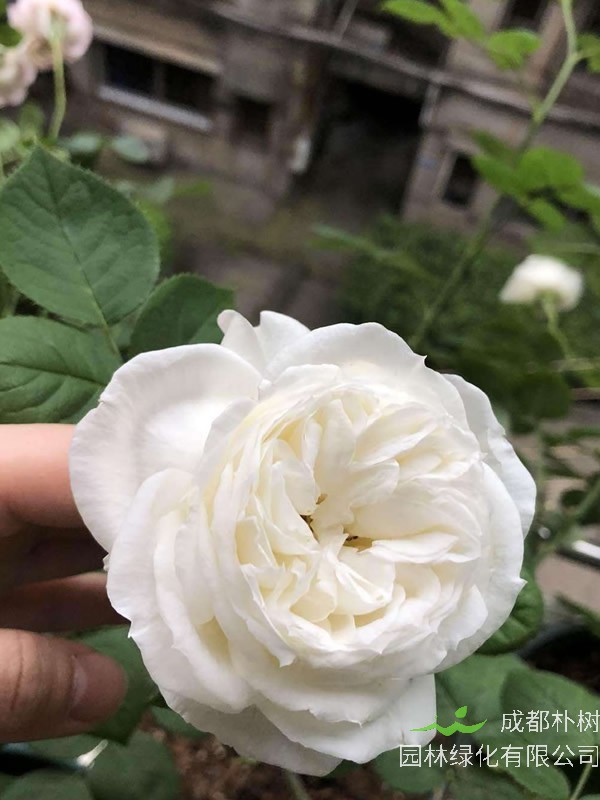 婚礼之路月季为什么那么贵？