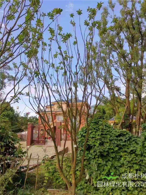 柚子树冬季如何管理？