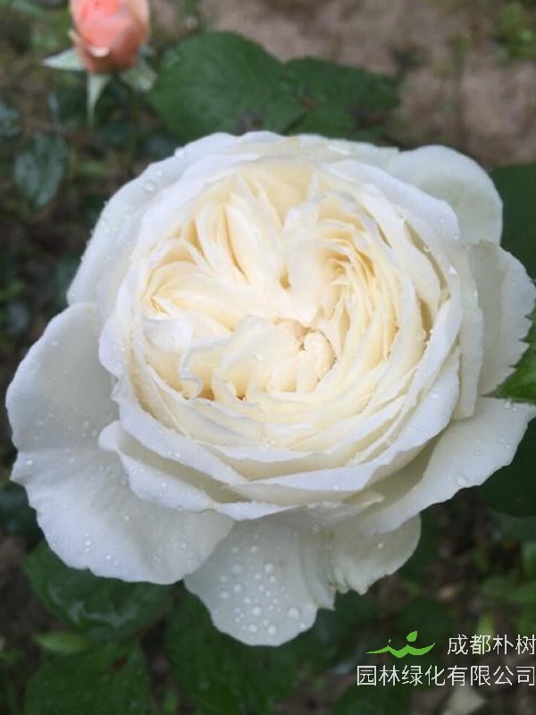 婚礼之路月季是灌木还是藤本植物？