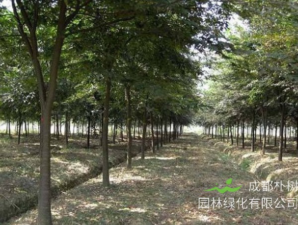 红榉树直径20公分以上多少钱？