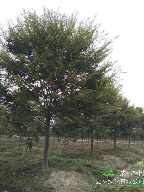 红榉树秋天叶子会变红吗