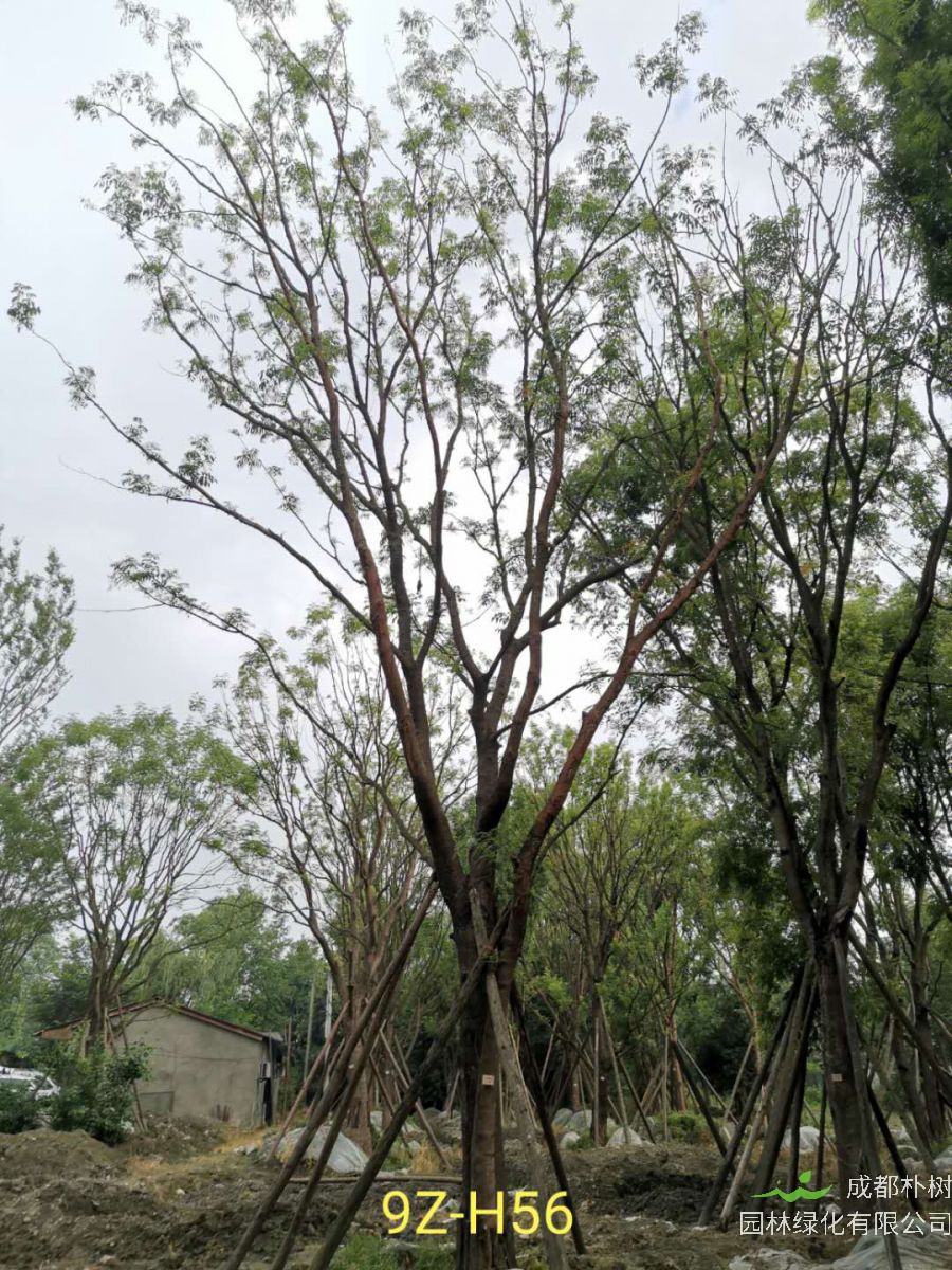 黄连木多少年开花？