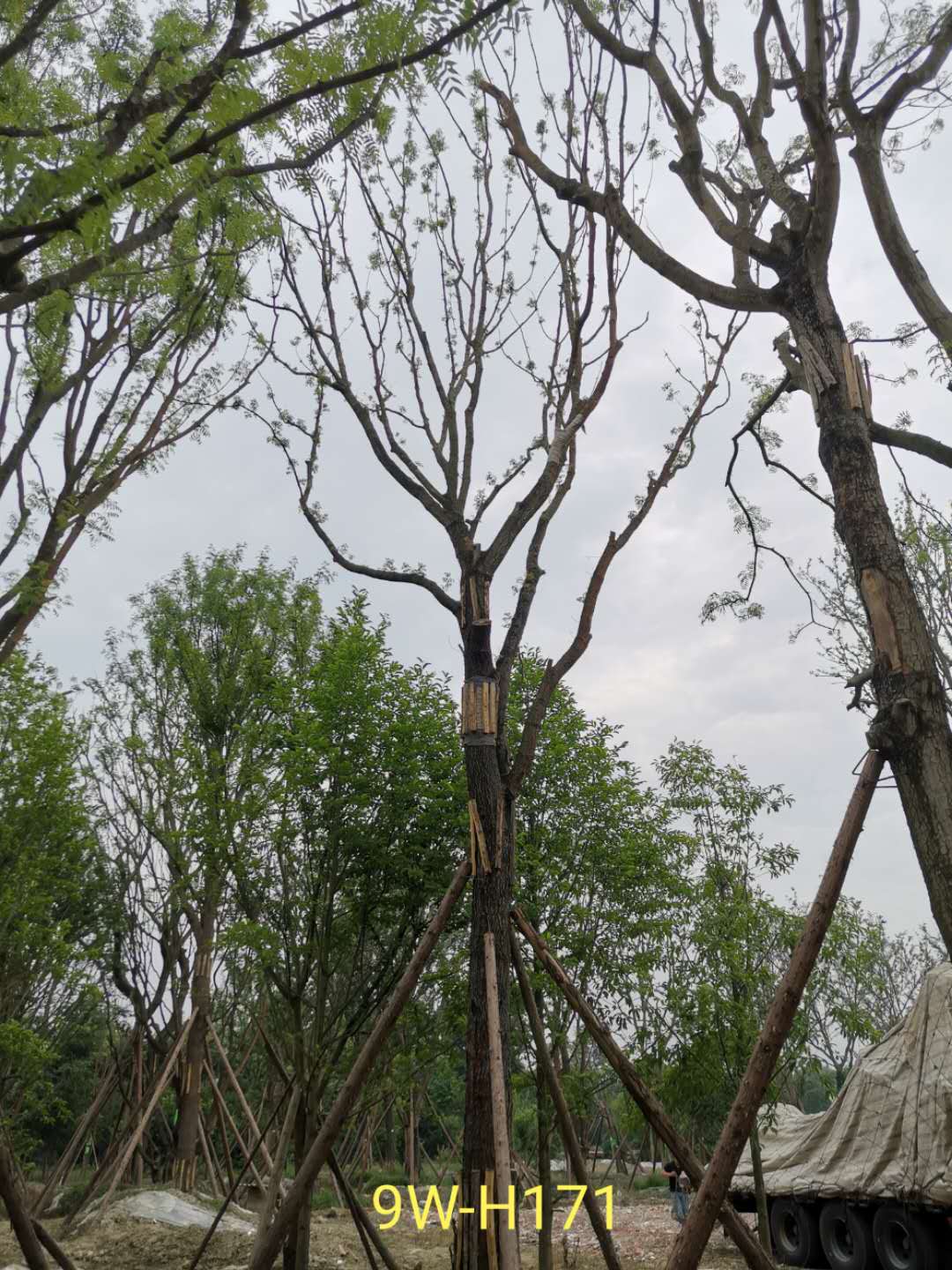 黄连木什么季节移植？