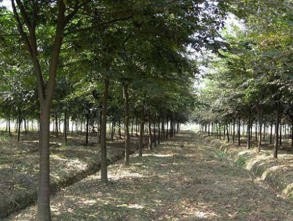 红榉树直径20公分以上多少钱？