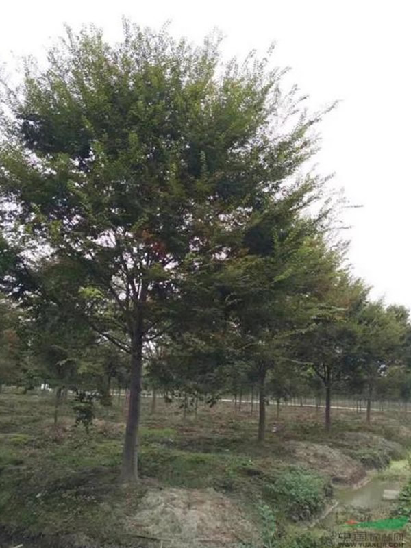 红榉树秋天叶子会变红吗