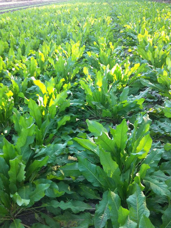 食叶草功效与作用有哪些？