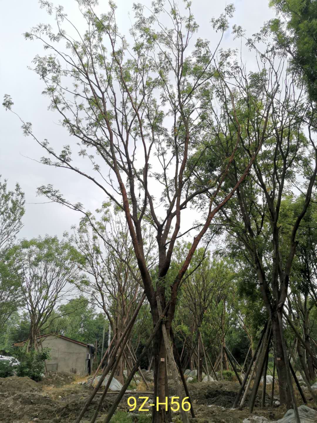 黄连木多少年开花？