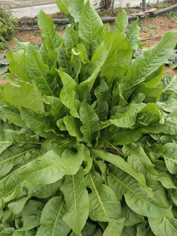 食叶草人能食用吗？