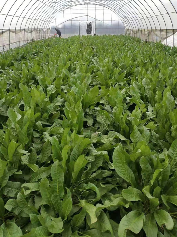 食叶草如何加工成茶叶？