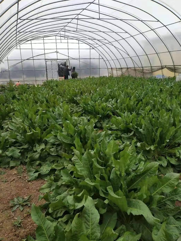 食叶草种植前景如何？能够挣钱么？
