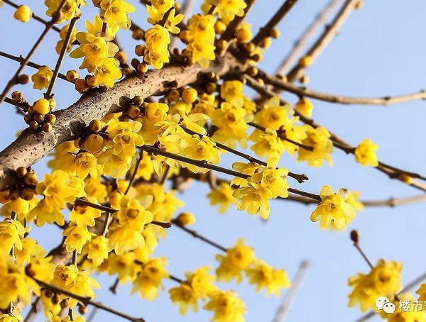 素心梅的种植方法有哪些？怎样种植最好？