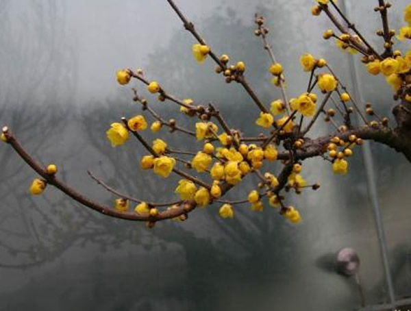 素心梅的花语和象征意义是什么？