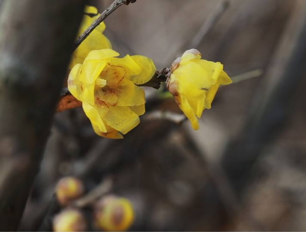 素心梅结果怎么回事？
