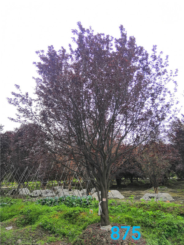 夏季如何移栽红叶李？