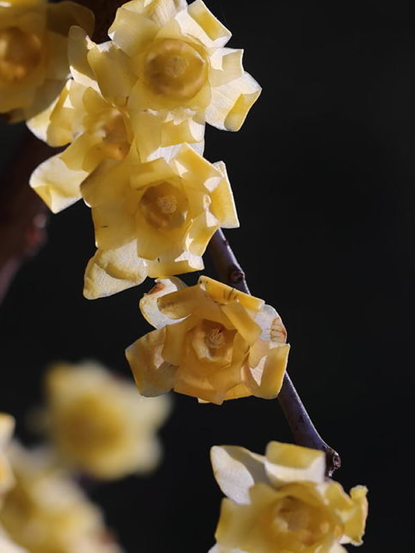 素心梅什么时候开花？