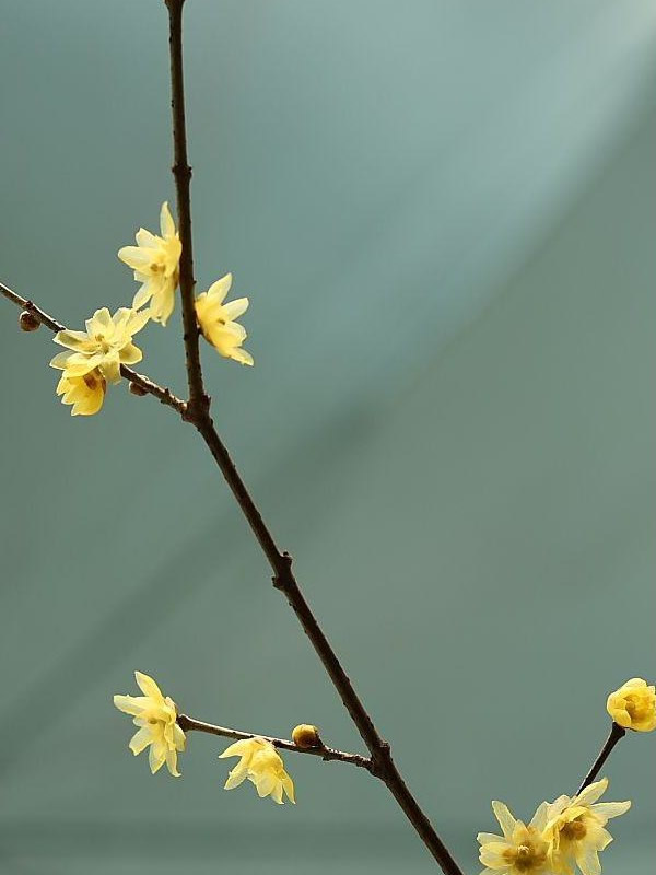 素心梅扦插方法是怎样的？容易成活么？