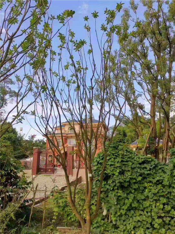 柚子树冬季如何管理？