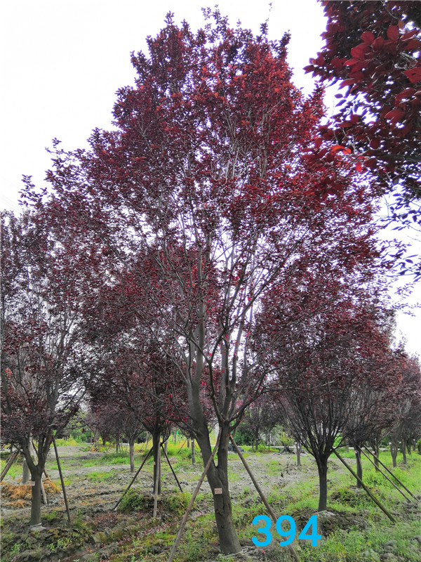 红叶李冬季如何修剪？红叶李属于什么植物？