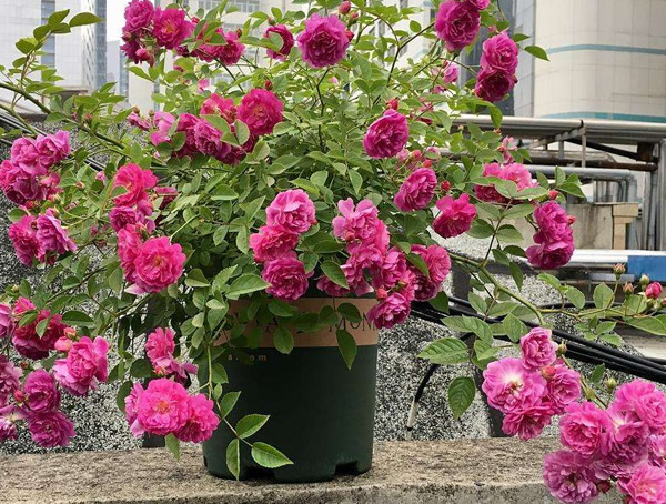 甜蜜马车月季是藤本还是灌木植物？