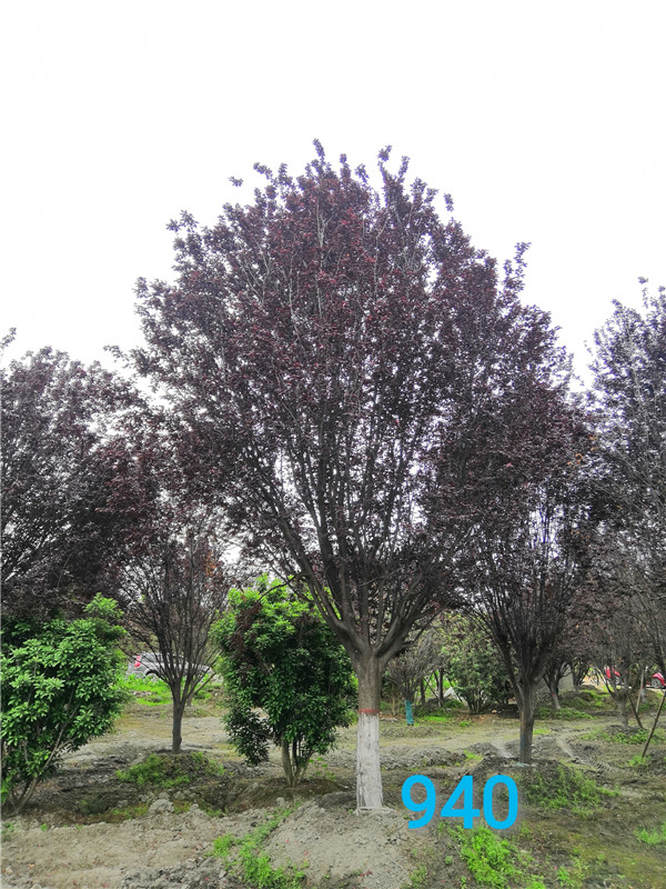 什么是红叶李？红叶李能嫁接什么？