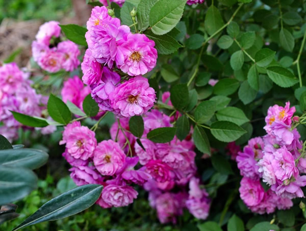 甜蜜马车月季养殖方法有哪些？