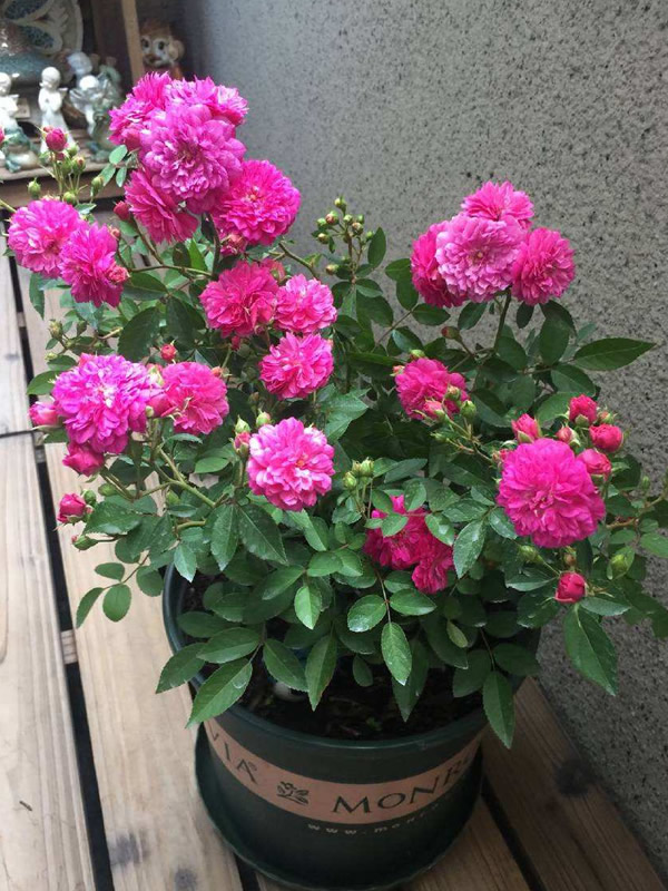 甜蜜马车月季为什么容易黄叶？