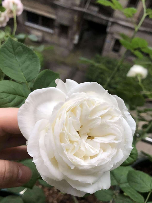 婚礼之路月季为什么那么贵？