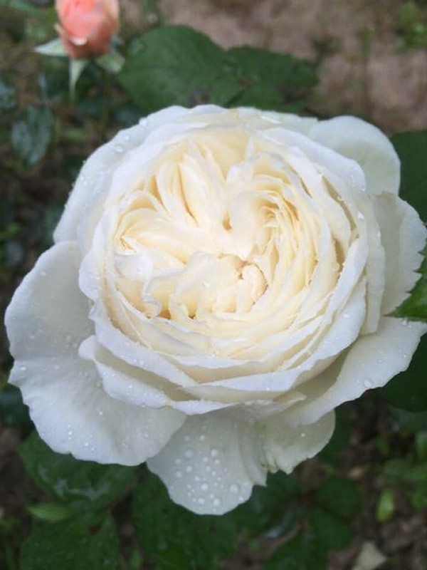 婚礼之路月季是灌木还是藤本植物？