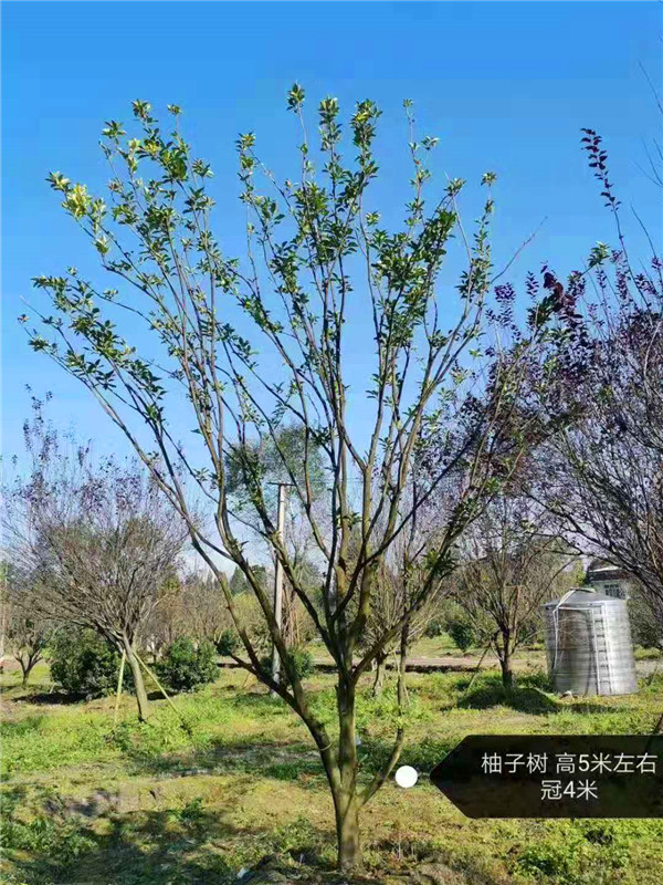 柚子树什么时候开花？柚子树生长在哪里？