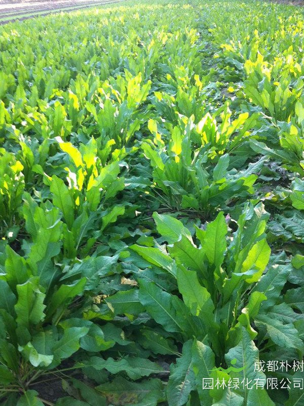 食叶草功效与作用有哪些？