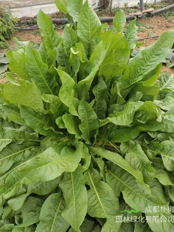 食叶草人能食用吗？