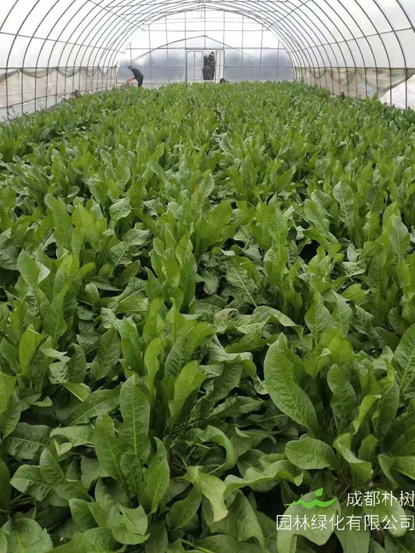 食叶草如何加工成茶叶？