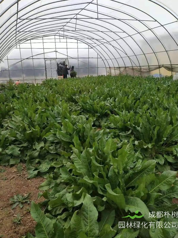 食叶草种植前景如何？能够挣钱么？