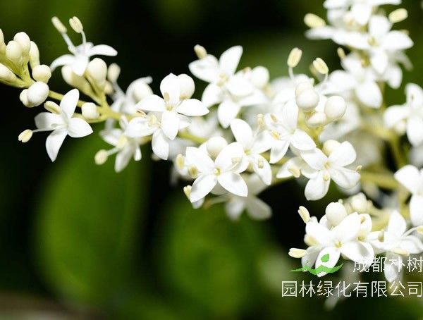 夜来香花图片大全，最新夜来香花图片欣赏