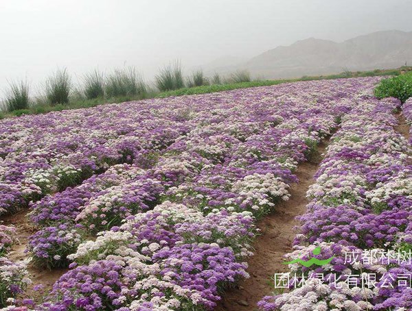 蜂室花花期多长？开花时间是几月？