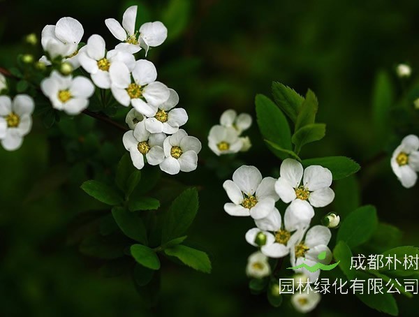 雪柳唯美图片大全，最新雪柳图片欣赏