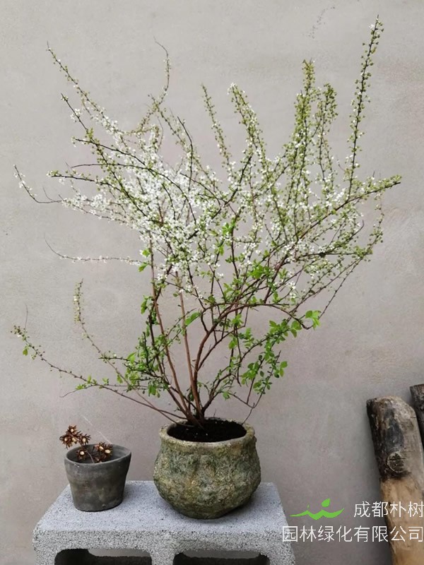 雪柳的花语什么意思？有哪些寓意？