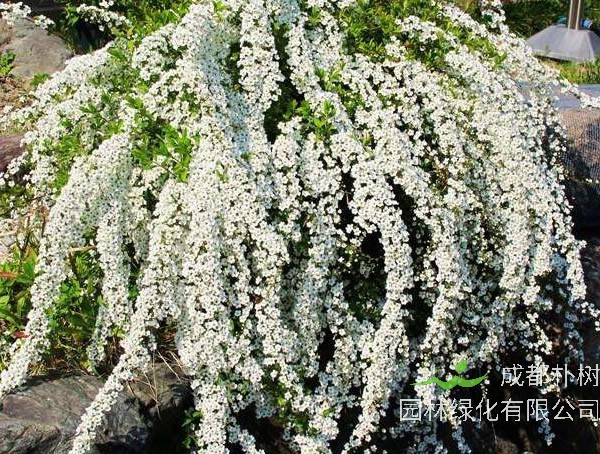 雪柳唯美图片大全，最新雪柳图片欣赏