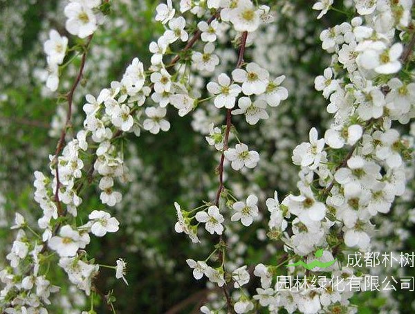 雪柳唯美图片大全，最新雪柳图片欣赏