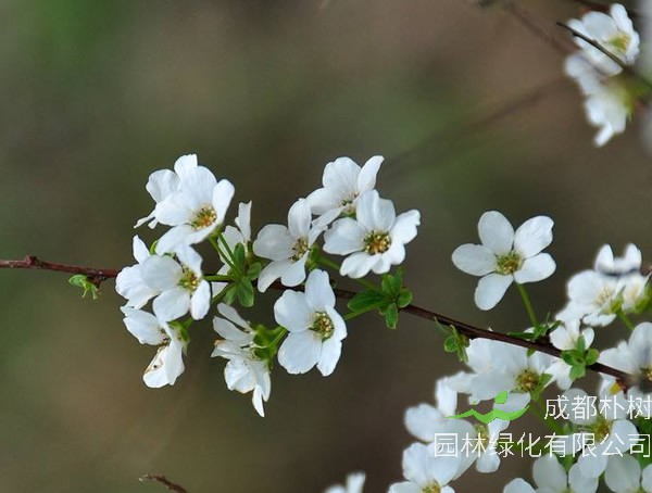 雪柳唯美图片大全，最新雪柳图片欣赏