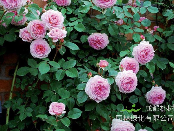 高威月季的优缺点有哪些？