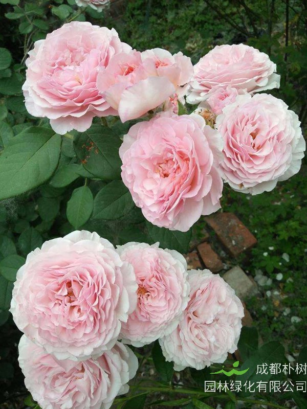 高威月季单花能开几天？