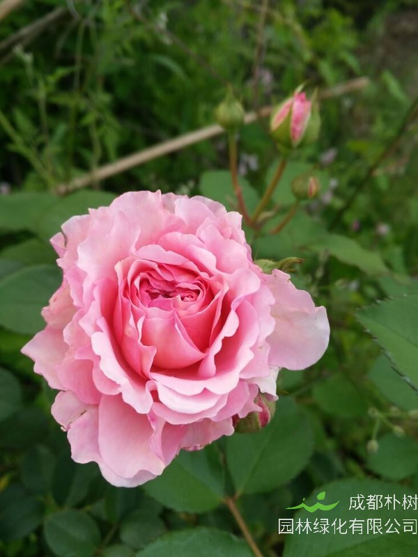 高威月季如何修剪比较好看？