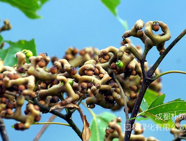 金钩梨怎么吃效果最好？