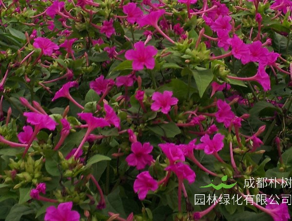 夜来香花图片大全，最新夜来香花图片欣赏