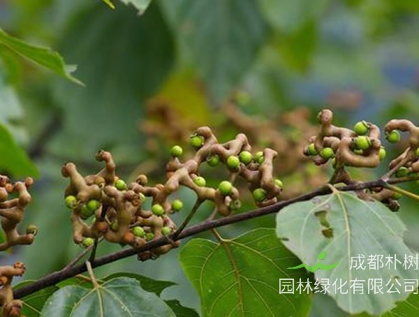 金钩梨泡酒有什么功效？